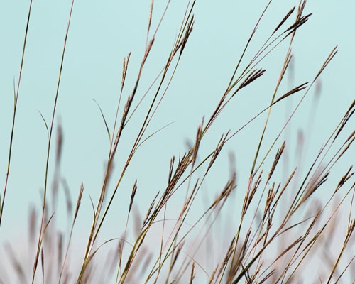Image of tall grass in front of blue sky